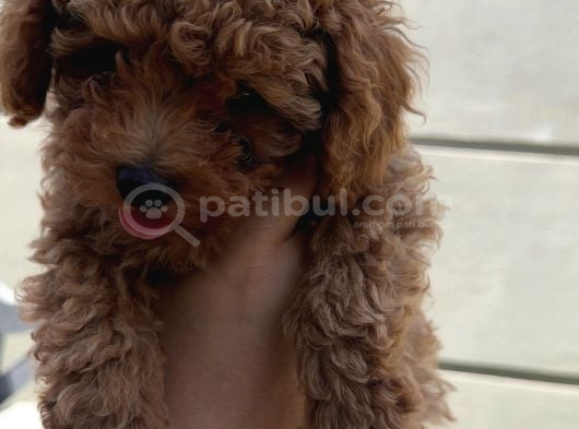 Son Kalan Erkek 2 Aylık Koyu Kahverengi Teacup Poodle görsel