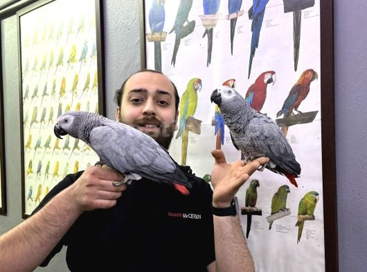 200 KELİME ÇOK KONUŞAN JAKO PAPAĞANI