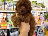 Red Brown En Koyusundan Toy Poodle