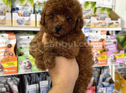Red Brown En Koyusundan Toy Poodle görsel