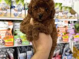 Red Brown En Koyusundan Toy Poodle