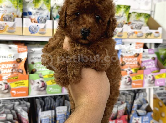Red Brown En Koyusundan Toy Poodle görsel
