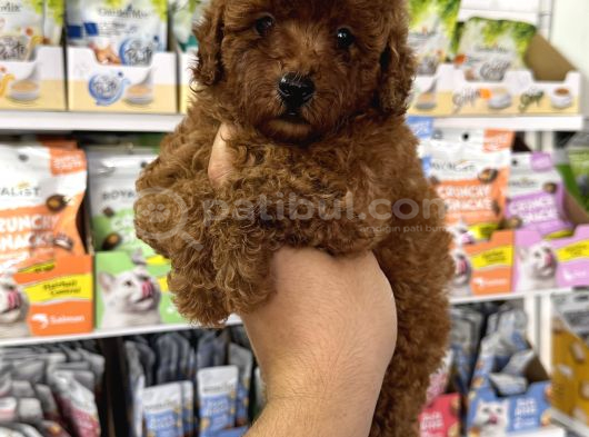 Red Brown En Koyusundan Toy Poodle görsel