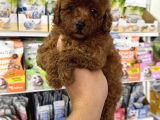 Toy poodle red brown yavrumuz en koyusundan
