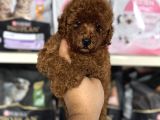 Toy Poodle Red Brown Yavrumuz En Koyusundan