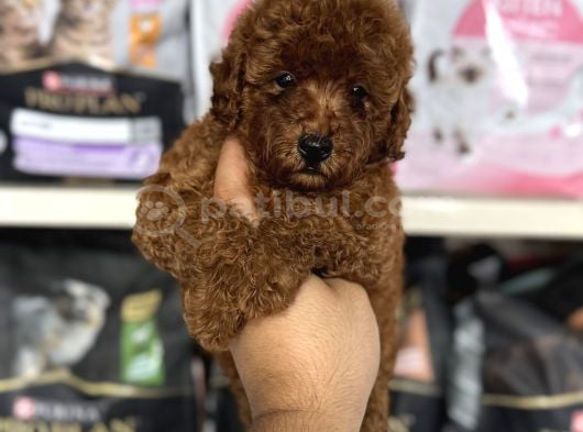 Toy Poodle Red Brown Yavrumuz En Koyusundan görsel