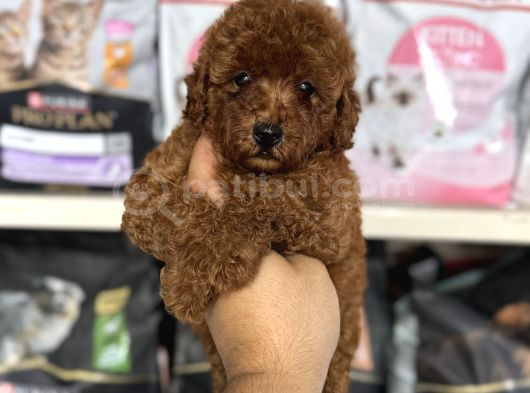 Red Brown En Koyusundan Toy Poodle