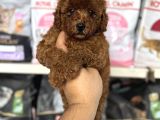 Toy Poodle Red Brown Yavrumuz En Koyusundan