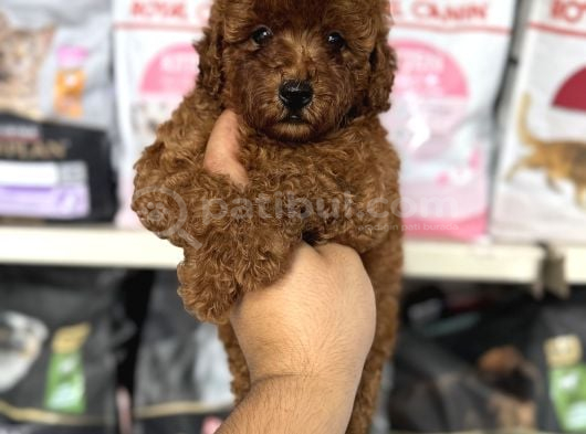 Toy Poodle Red Brown Yavrumuz En Koyusundan görsel