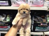 Bebek Yüzlü Maltipoo Yavrular