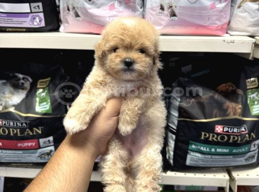 Bebek yüzlü maltipoo yavrular