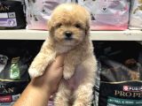 Bebek Yüzlü Maltipoo Yavrular