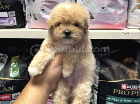 Bebek Yüzlü Maltipoo Yavrular görsel