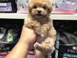 Bebek yüzlü Teacup maltipoo yavrularımız