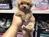 Bebek Yüzlü Teacup Maltipoo Yavrularımız