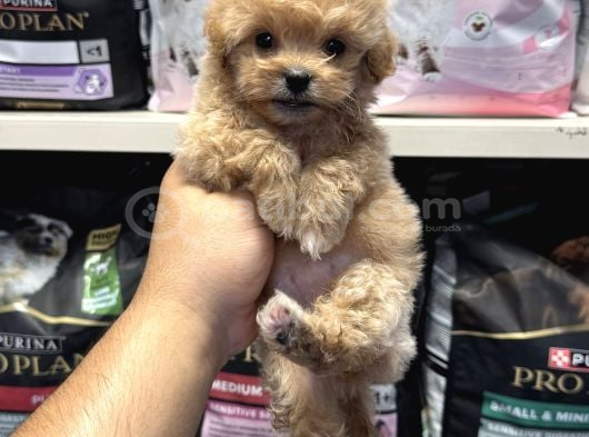 Bebek Yüzlü Teacup Maltipoo Yavrularımız görsel