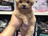 Bebek Yüzlü Teacup Maltipoo Yavrularımız