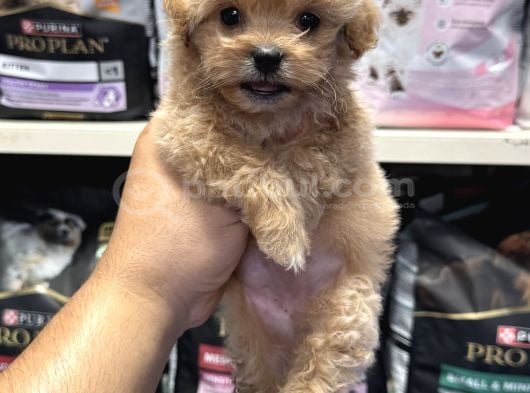 Bebek Yüzlü Teacup Maltipoo Yavrularımız görsel