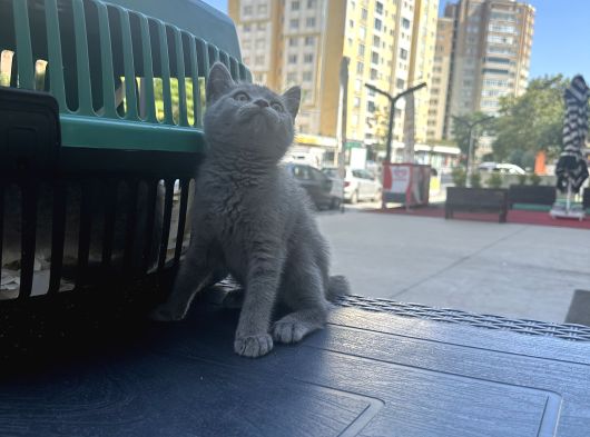 Çok Güzel Aşırı Oyuncu British Shorthair Yavrumuz görsel