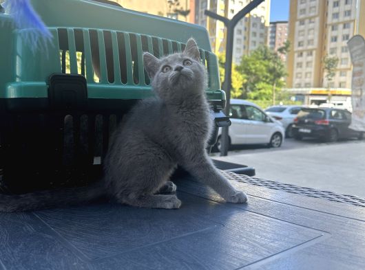 Çok Güzel Aşırı Oyuncu British Shorthair Yavrumuz görsel