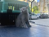 Çok Güzel Aşırı Oyuncu British Shorthair Yavrumuz