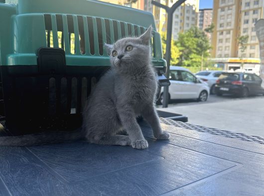 Çok Güzel Aşırı Oyuncu British Shorthair Yavrumuz görsel