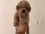 Toy Poodle Tadında Teacup Maltipoo Yavrular