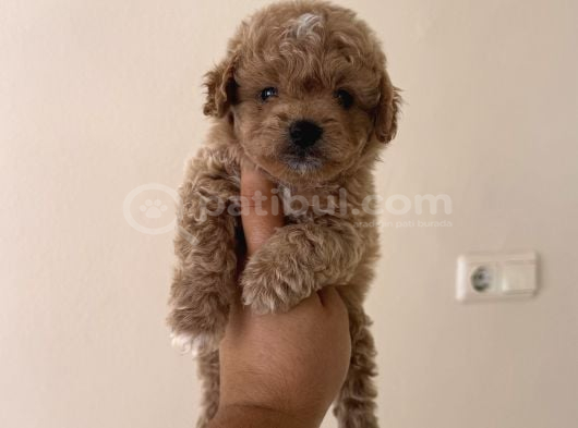 Toy Poodle Tadında Teacup Maltipoo Yavrular görsel