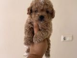 Toy Poodle Tadında Teacup Maltipoo Yavrular