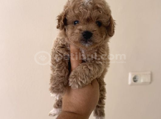 Toy Poodle Tadında Teacup Maltipoo Yavrular