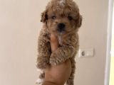 Toy Poodle Tadında Teacup Maltipoo Yavrular