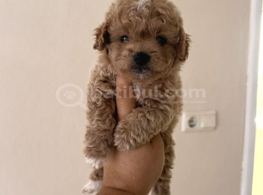 Toy Poodle Tadında Teacup Maltipoo Yavrular görsel
