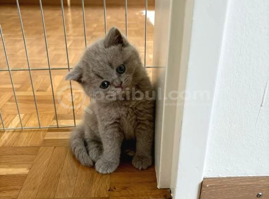 A Kali̇te Ayi Surat Her Renk Yavrumuz Mevcuttur görsel