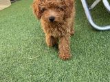 Son Kalan Erkek 2 Aylık Koyu Kahverengi Teacup Poodle