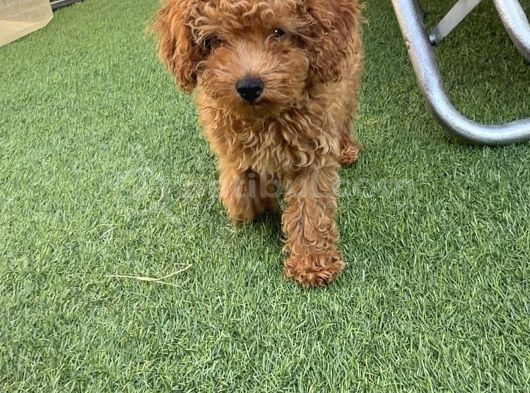 Son Kalan Erkek 2 Aylık Koyu Kahverengi Teacup Poodle görsel