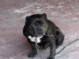 Erkek American Bully Standart Çipli  Pasaportlu İstanbul
