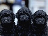 Türki̇yeni̇n En Uygun Poodle Yavrulari