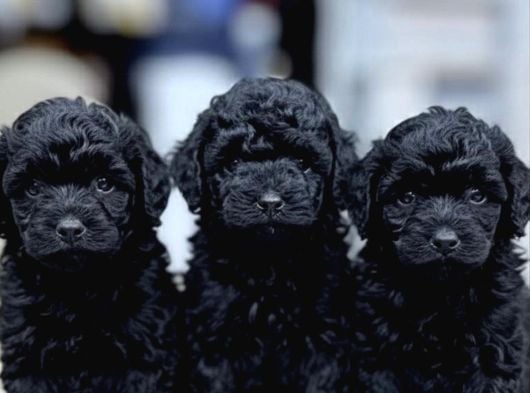 Türki̇yeni̇n En Uygun Poodle Yavrulari görsel
