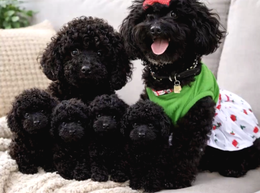 Türki̇yeni̇n En Uygun Poodle Yavrulari görsel