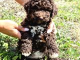Özel Renk Çi̇kolata Poodle Uygunnnnn