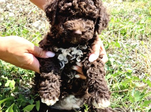 Özel Renk Çi̇kolata Poodle Uygunnnnn görsel