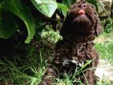 Özel Renk Çi̇kolata Poodle Uygunnnnn