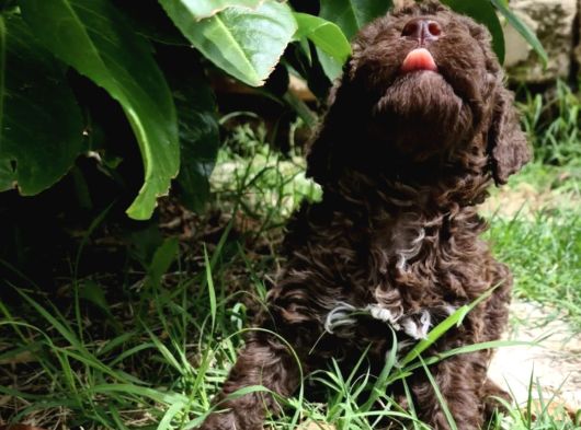 Özel Renk Çi̇kolata Poodle Uygunnnnn görsel