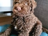 Özel Renk Çi̇kolata Poodle Uygunnnnn