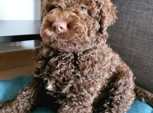 Özel Renk Çi̇kolata Poodle Uygunnnnn