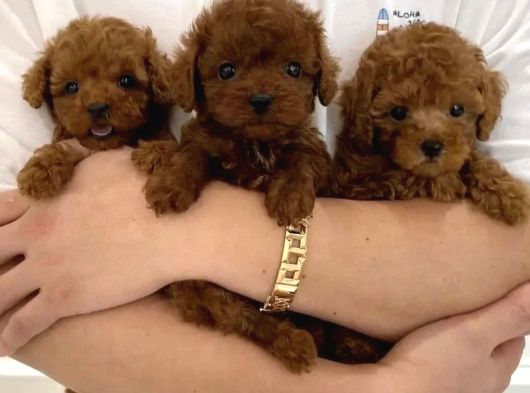 Toy Poodle Yavrulari Ankara