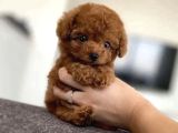 Toy Poodle Yavrulari Ankara
