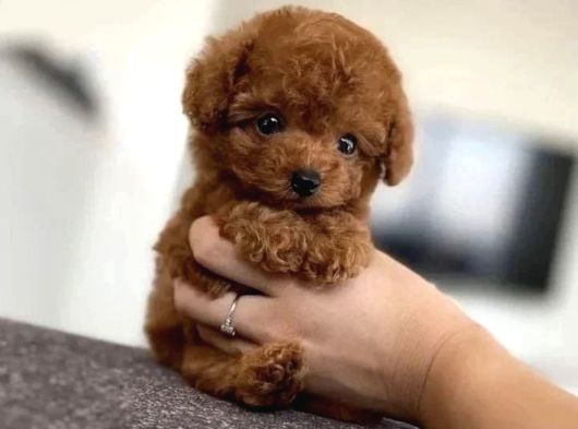 Toy Poodle Yavrulari Ankara görsel