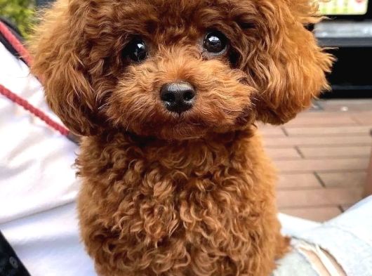 Toy Poodle Yavrulari Ankara görsel
