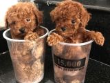 Toy Poodle Yavrulari Ankara